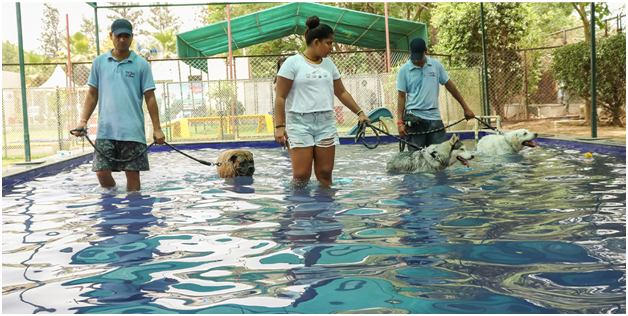 India – Top Dog Luxury Pet Resort hosts Pooch Pool Party